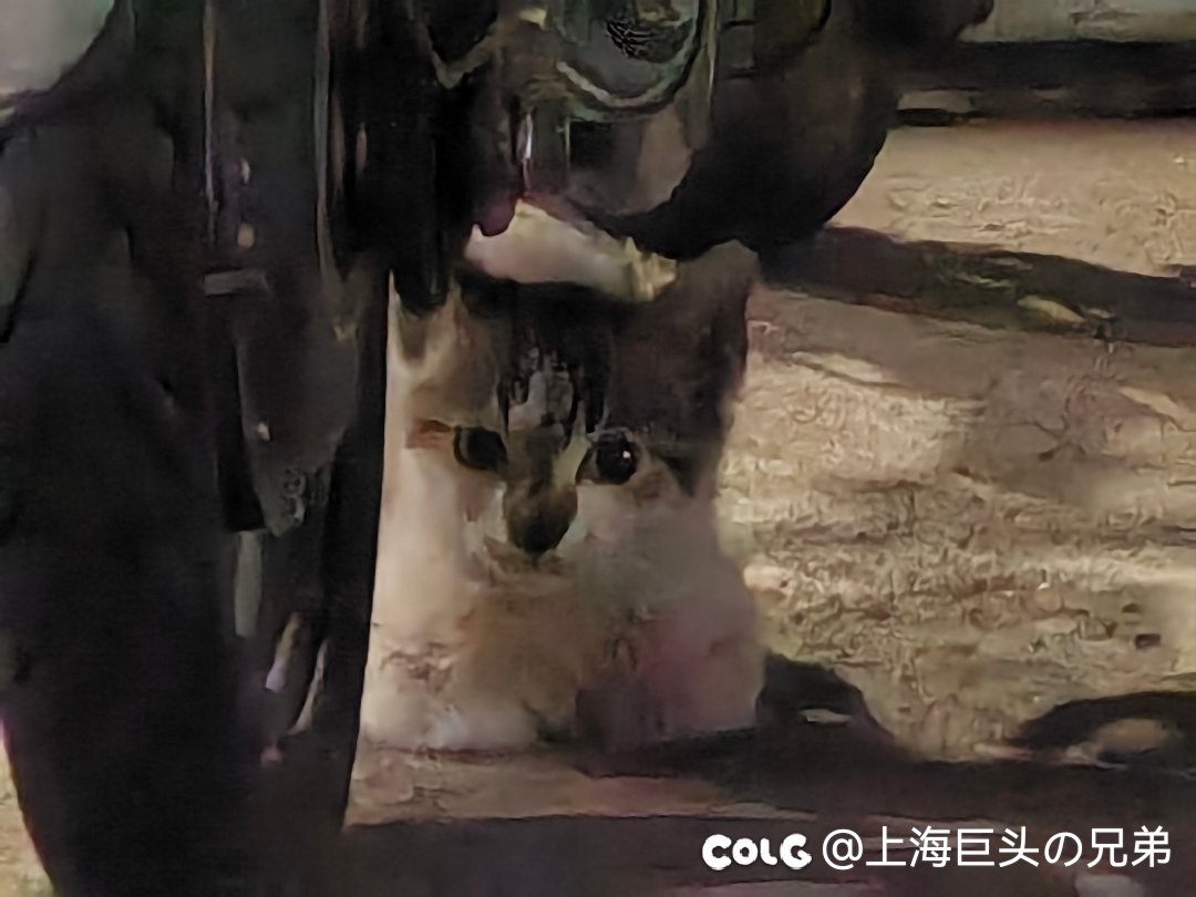 今日猫猫9.52