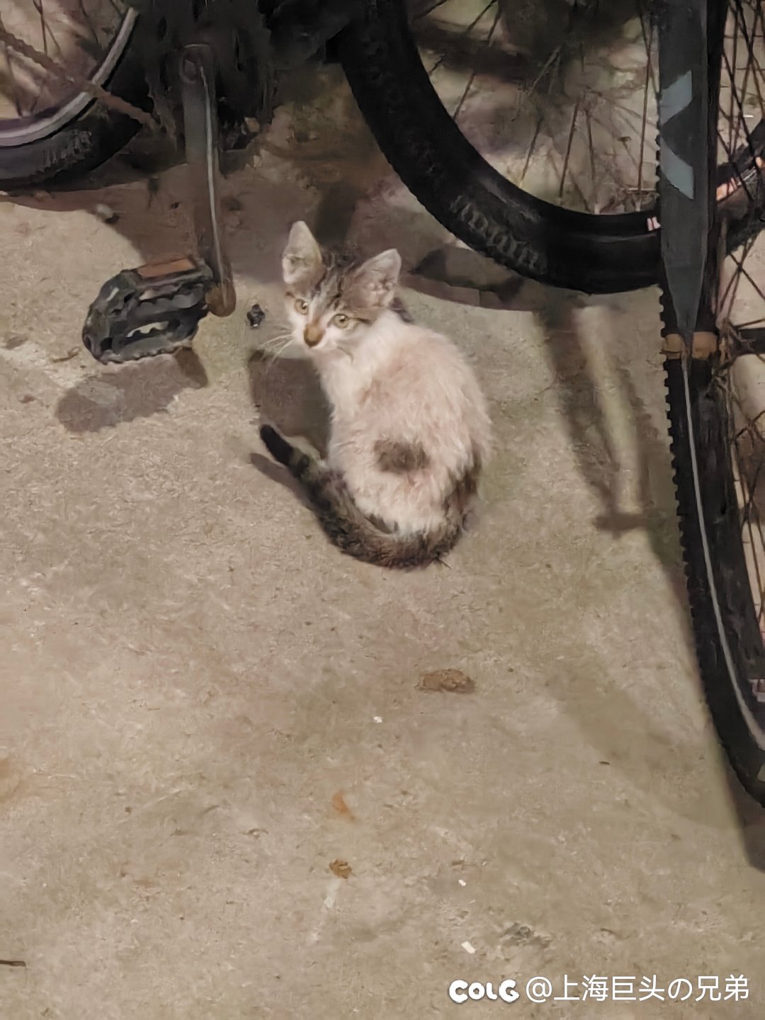 今日猫猫9.53