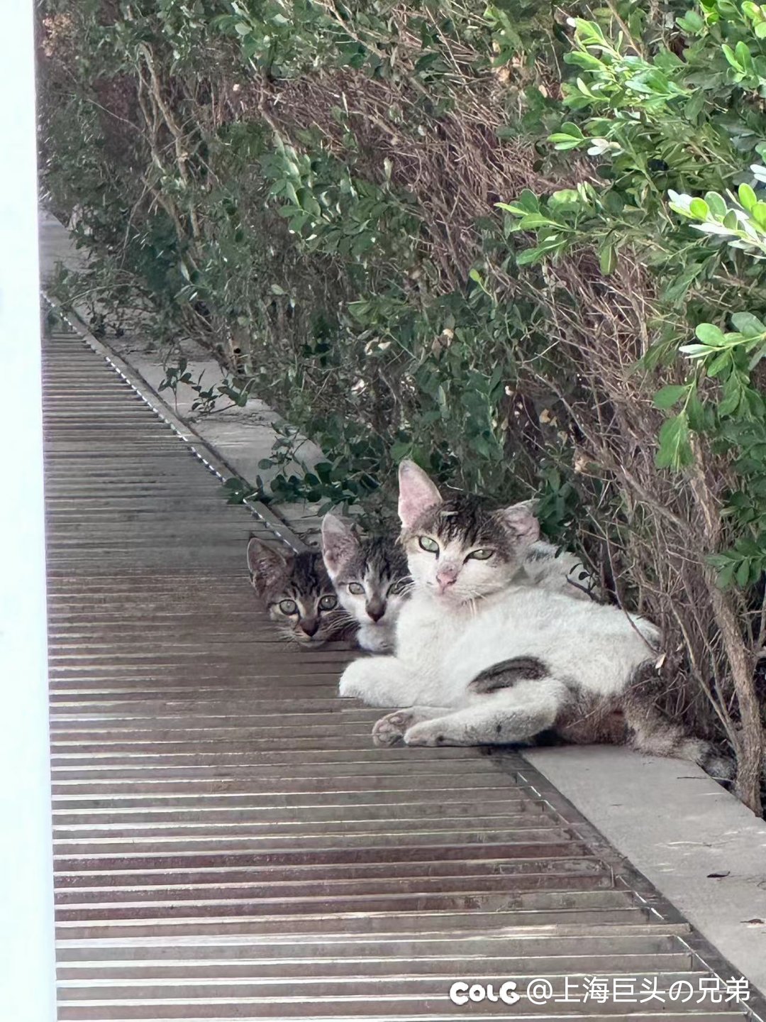今日猫猫9.151