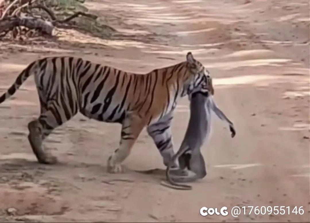 公告是一点不看，就猛猛发帖。2
