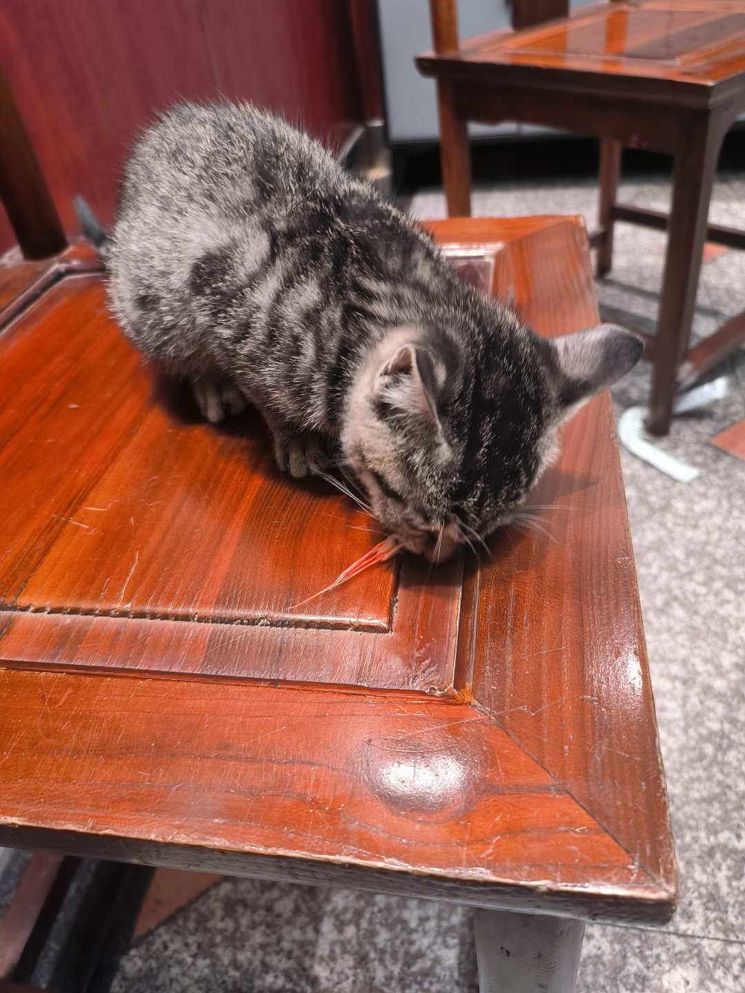 小狸花猫猫！1