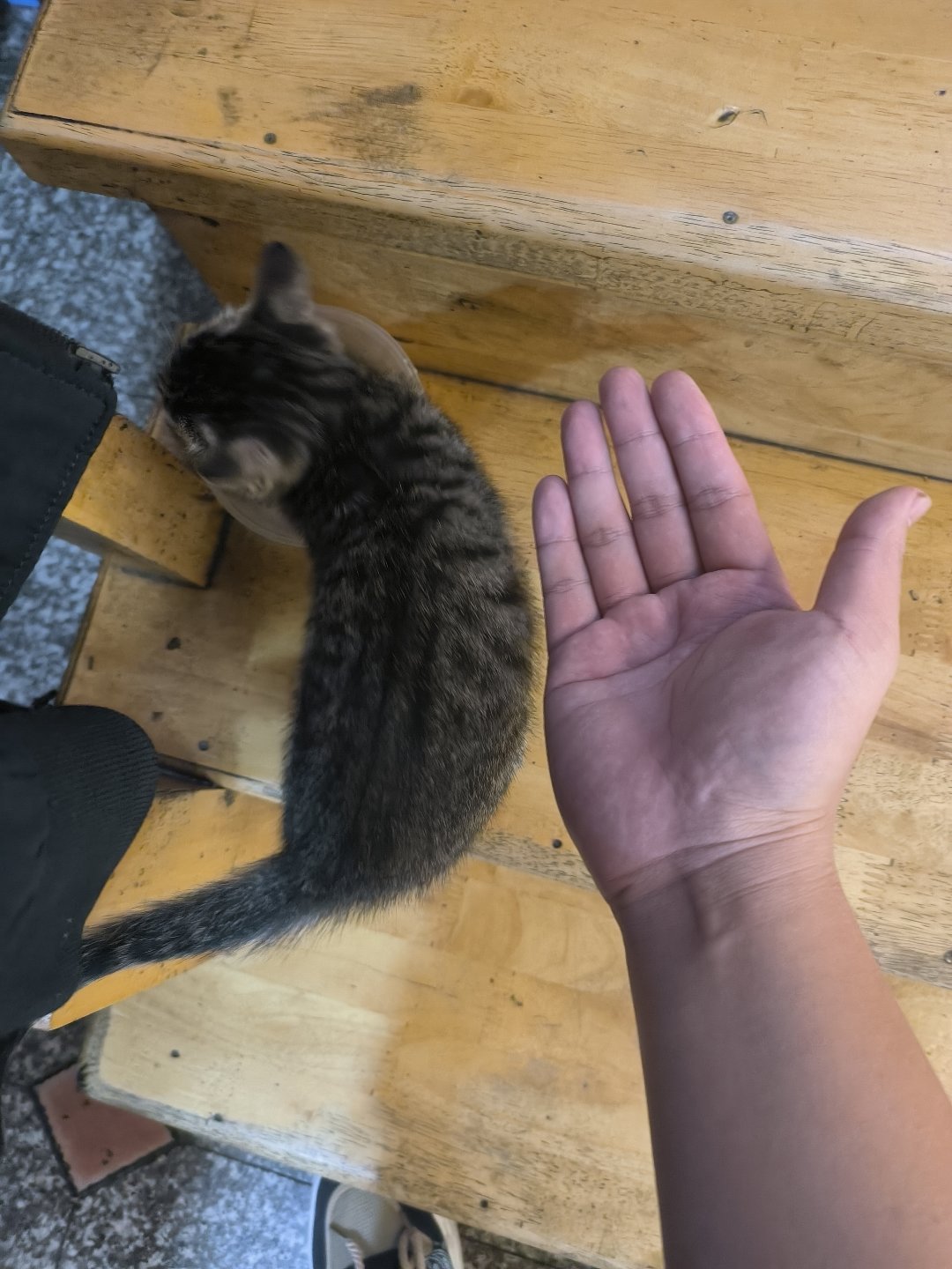 小狸花猫猫！2