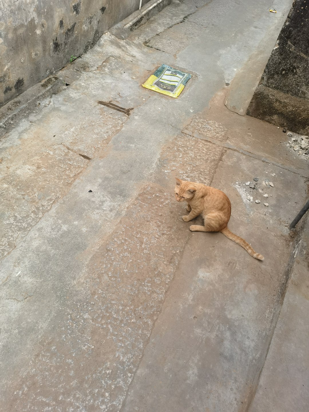 把隔壁家的猫撸到手了1