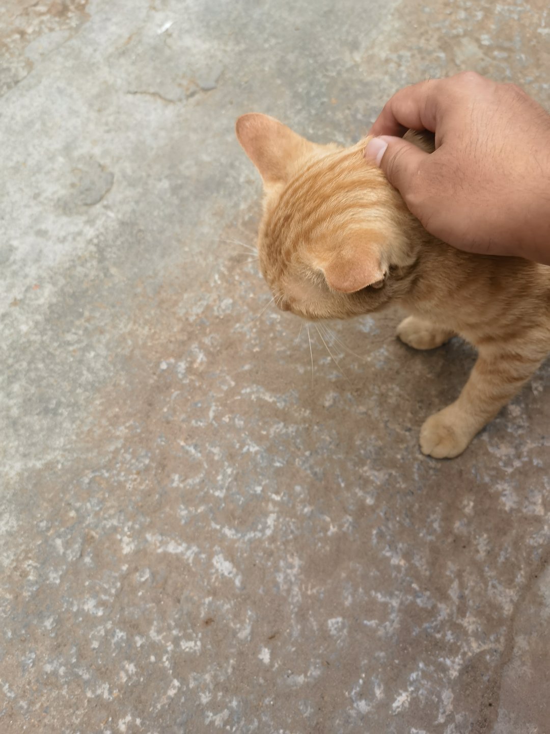 把隔壁家的猫撸到手了2