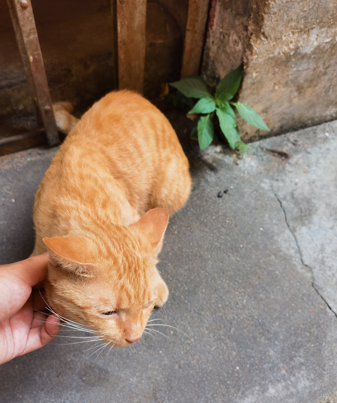 把隔壁家的猫撸到手了3