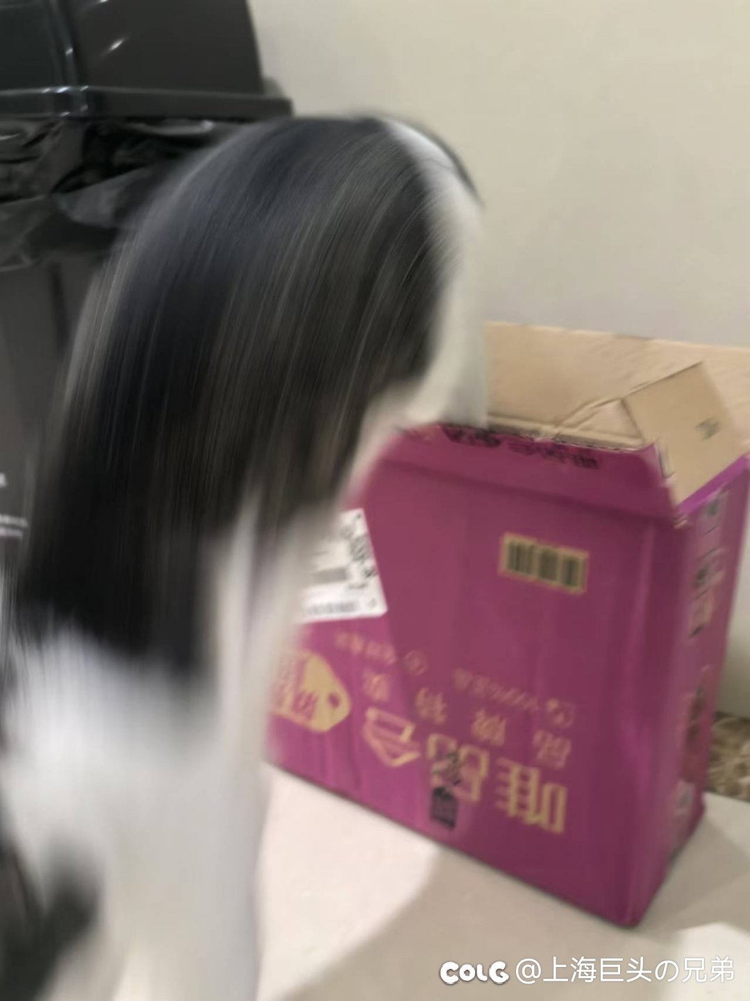 今日猫猫10.221