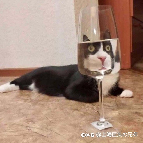 今日猫猫10.271