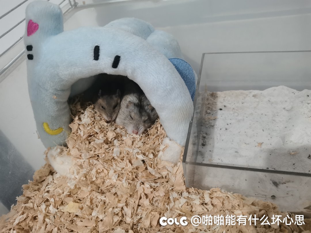 我家两次仓鼠在一起好和谐，根本不打架4