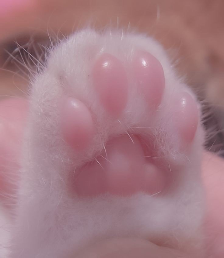 继续秃8