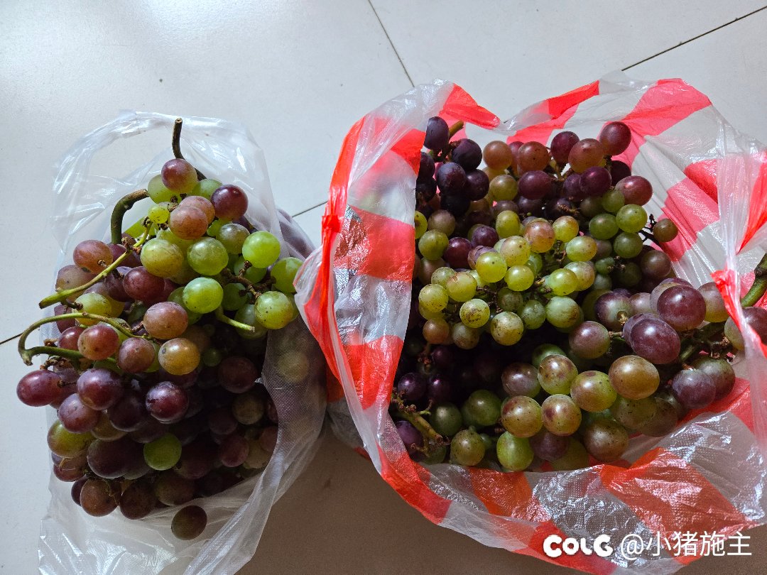 搞了十斤营养不良的小葡萄回来1