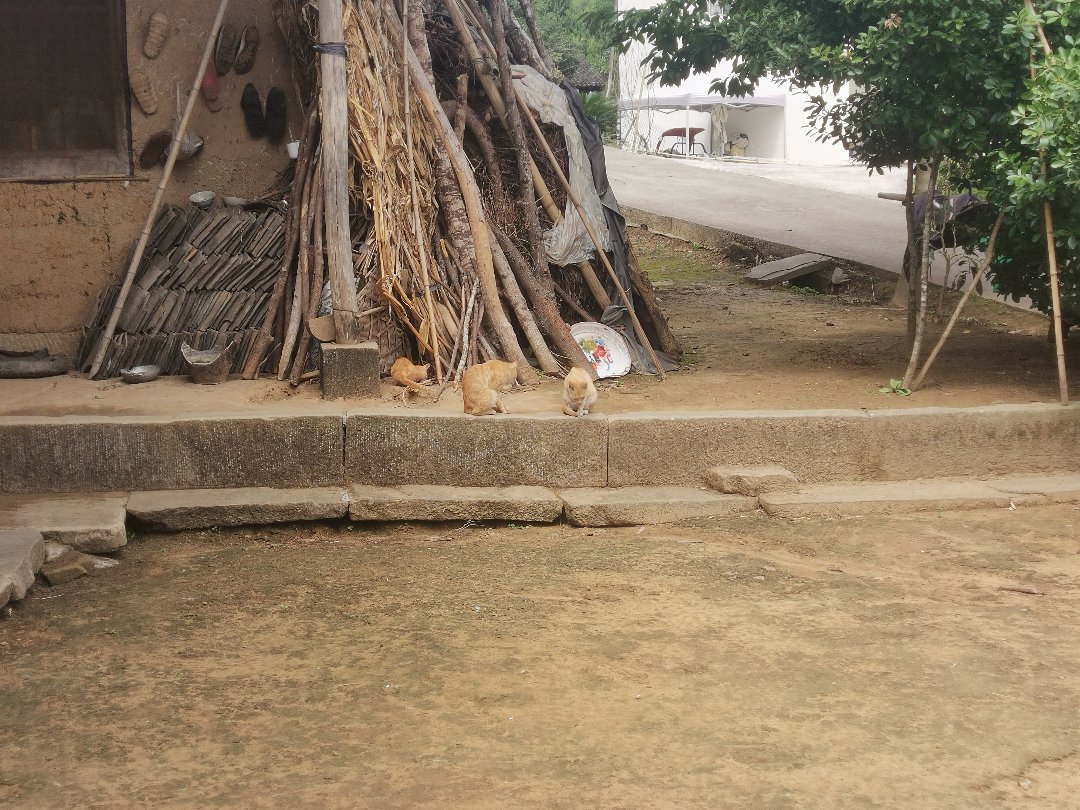 小家伙开始还不想回老家3