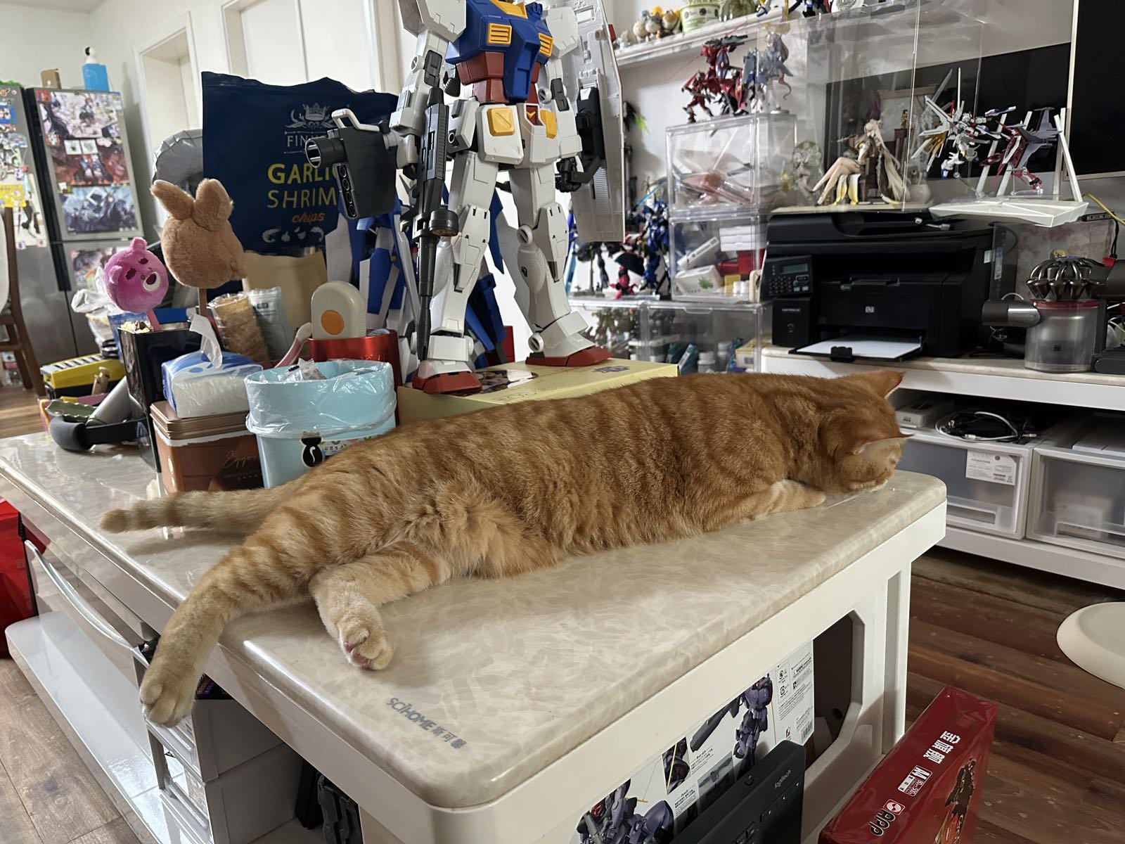 该吸猫了！！10