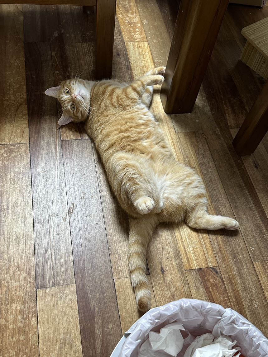该吸猫了！！11