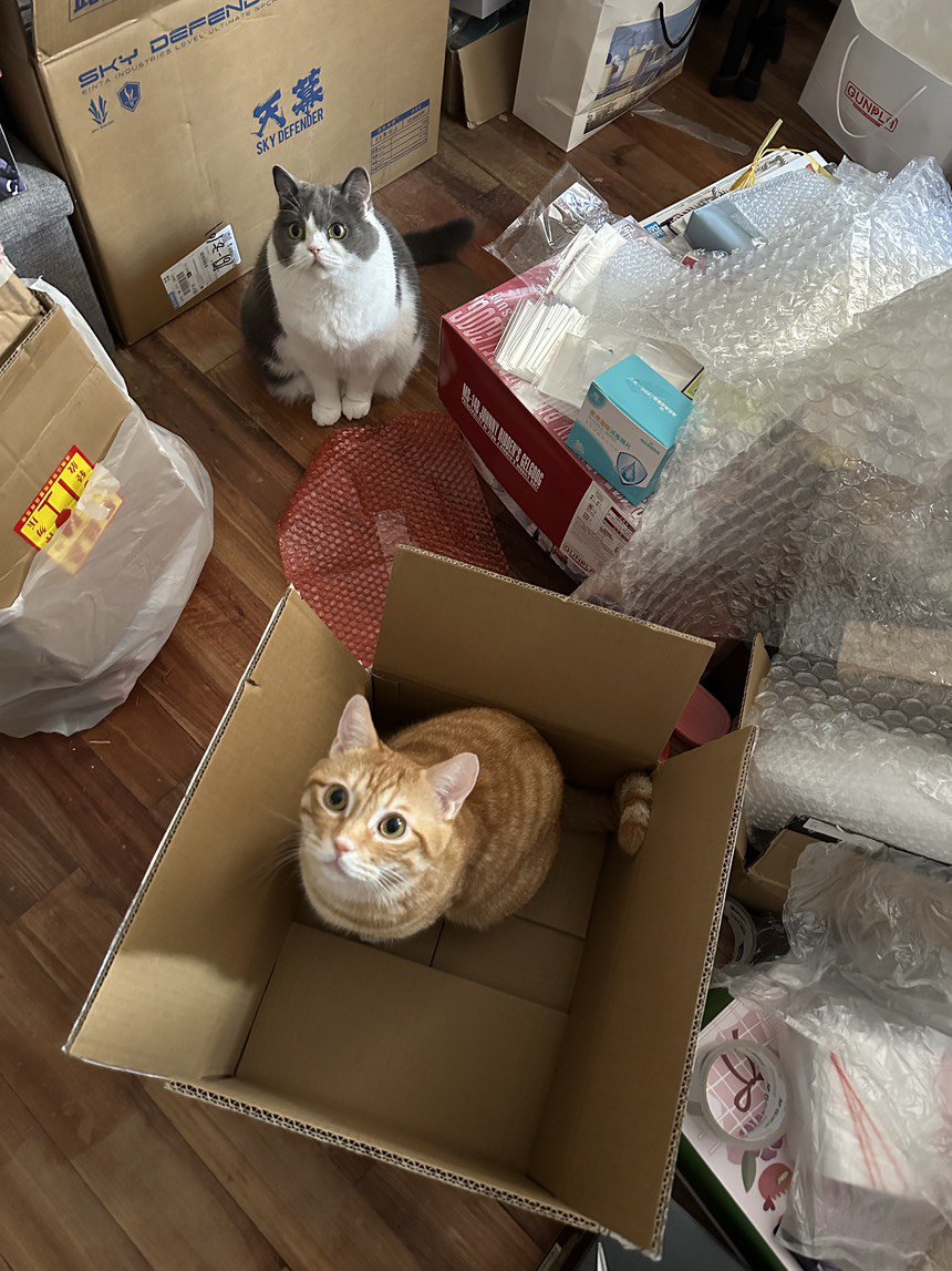 吸！每日猫猫1