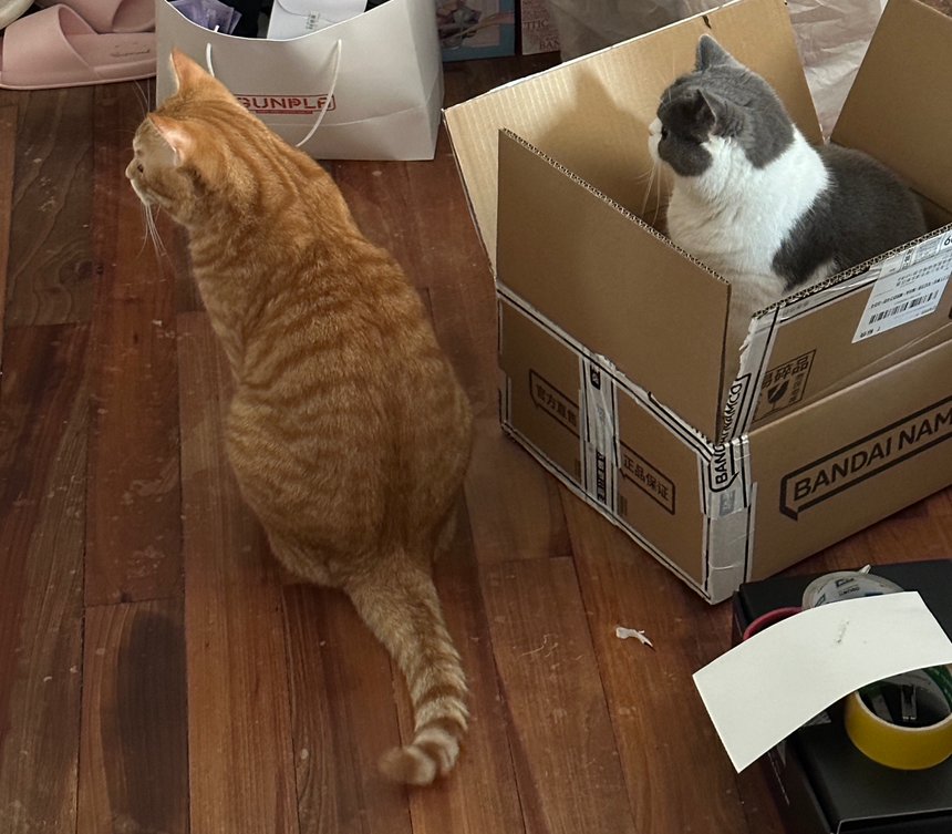 吸！每日猫猫2