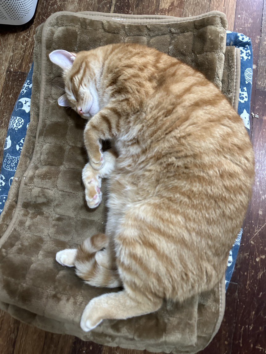 吸！每日猫猫5