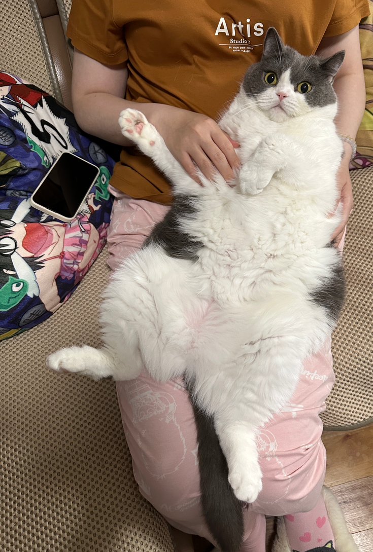 吸！每日猫猫7