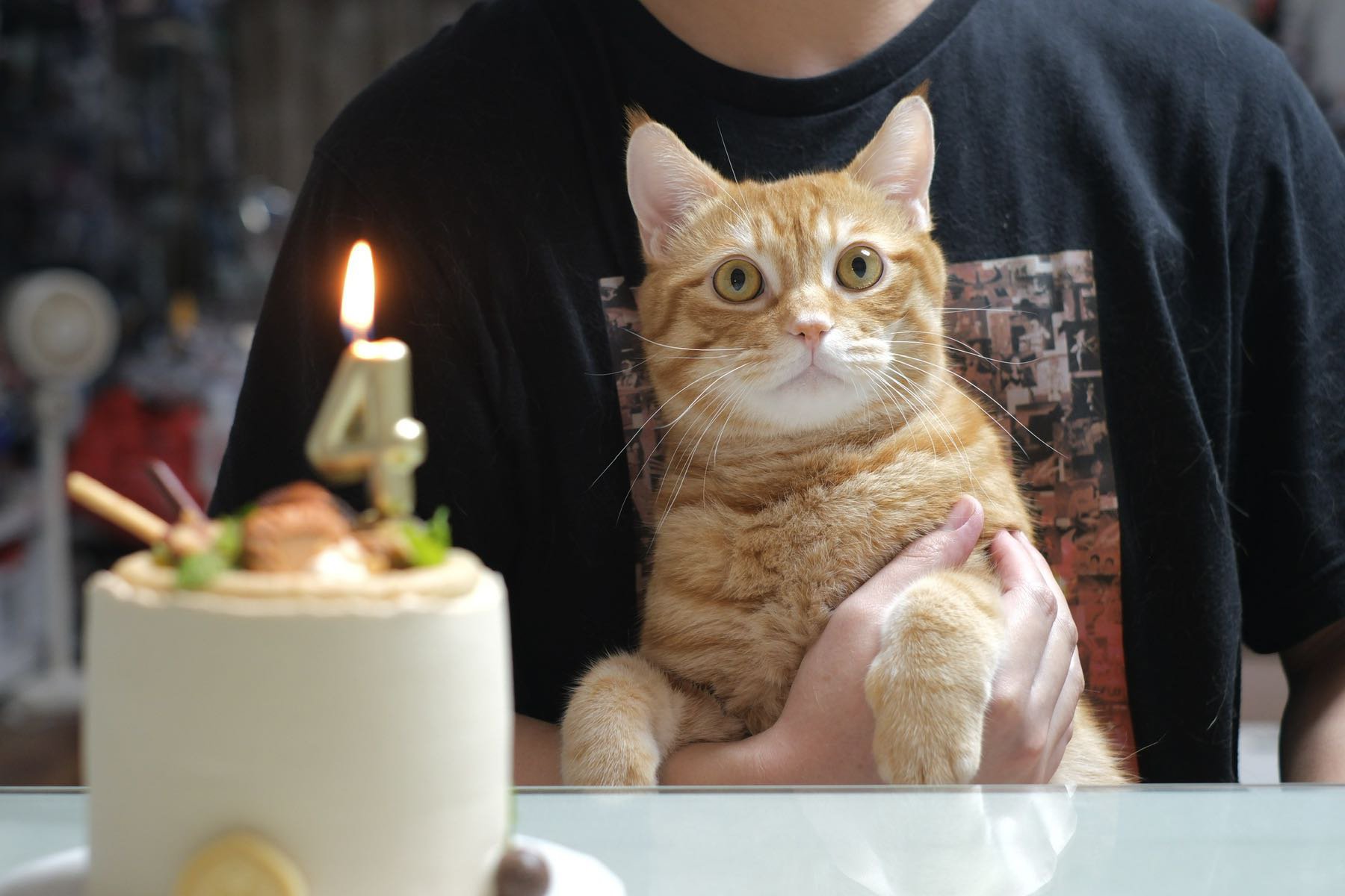 吸！每日猫猫8