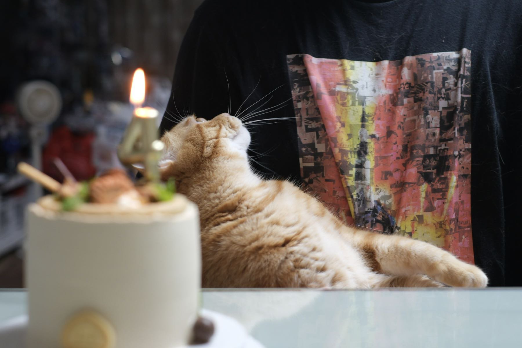 吸！每日猫猫9