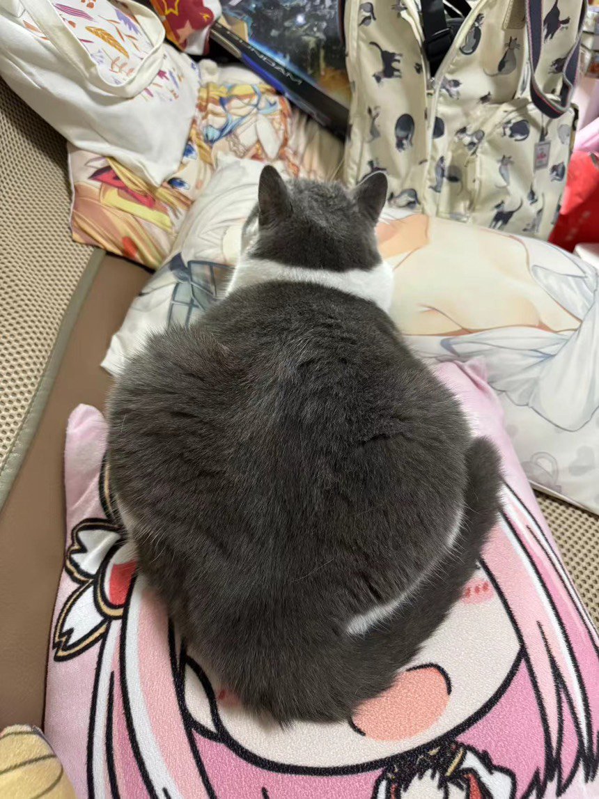 吸！每日猫猫10