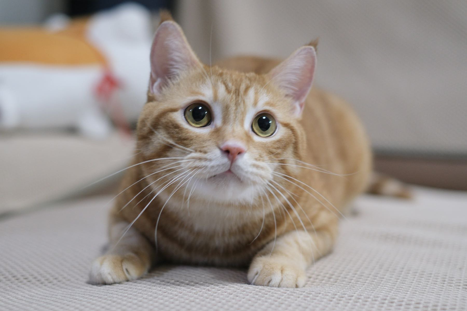 吸！每日猫猫11