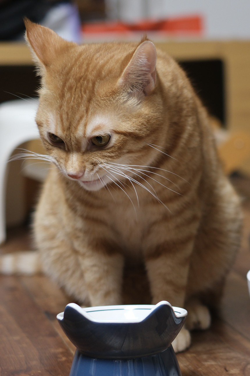 吸！每日猫猫12