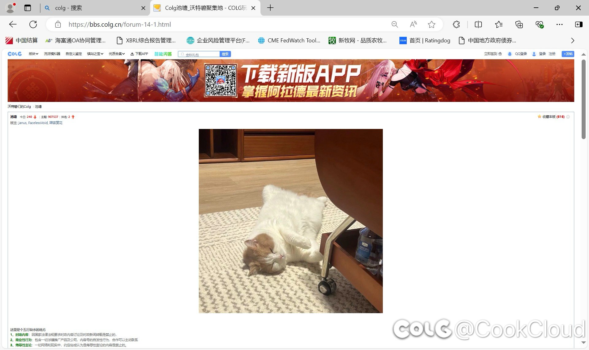 把我家猫猫挂到池塘窗帘了1