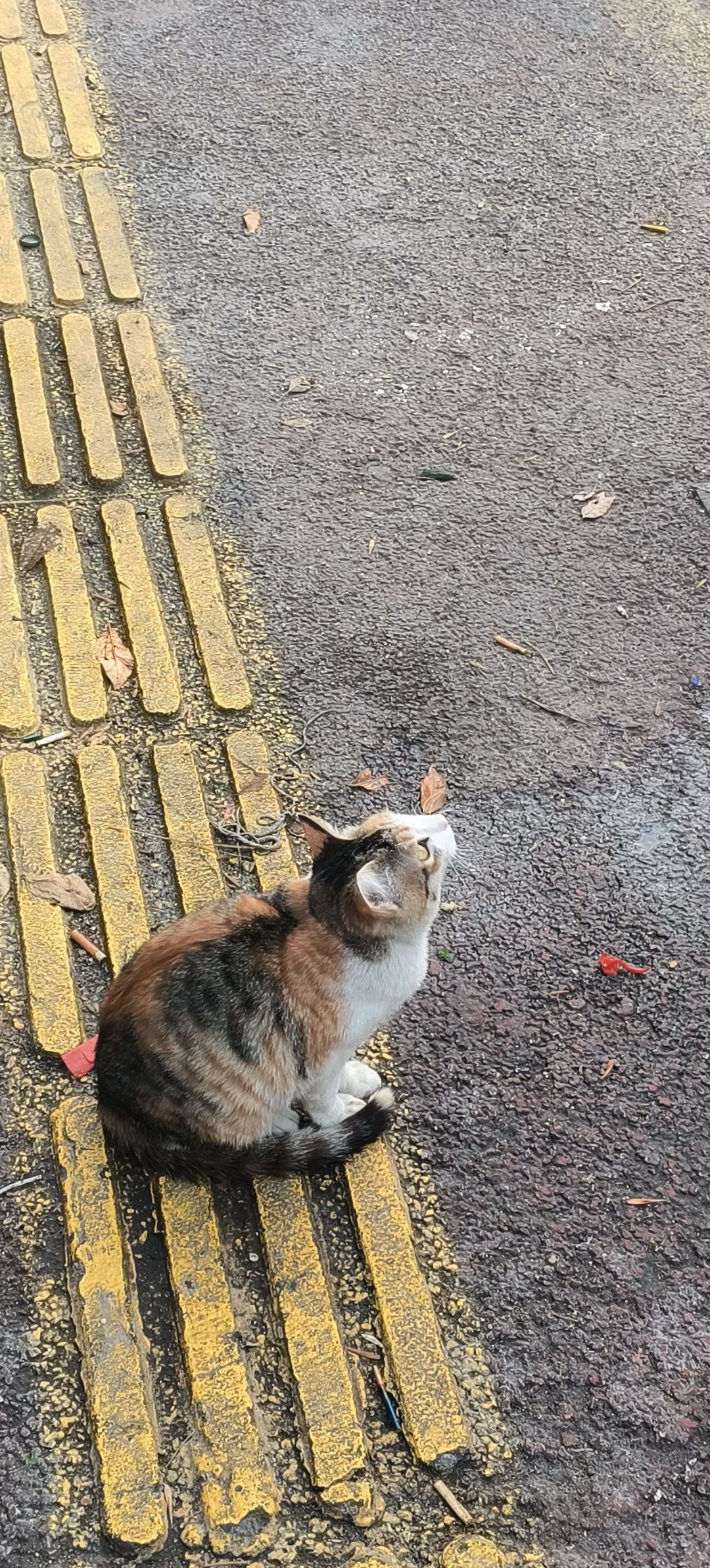 下夜班吃早饭遇到的漂亮猫猫1