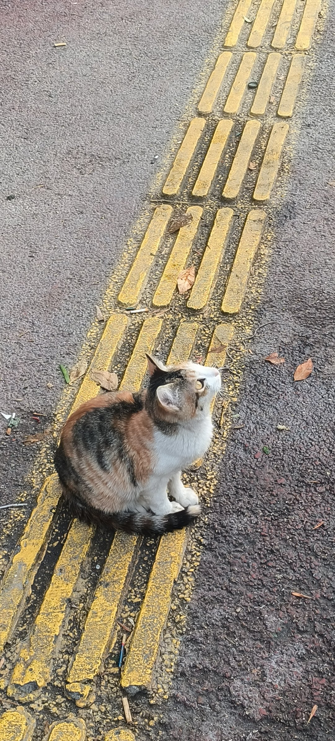 下夜班吃早饭遇到的漂亮猫猫2