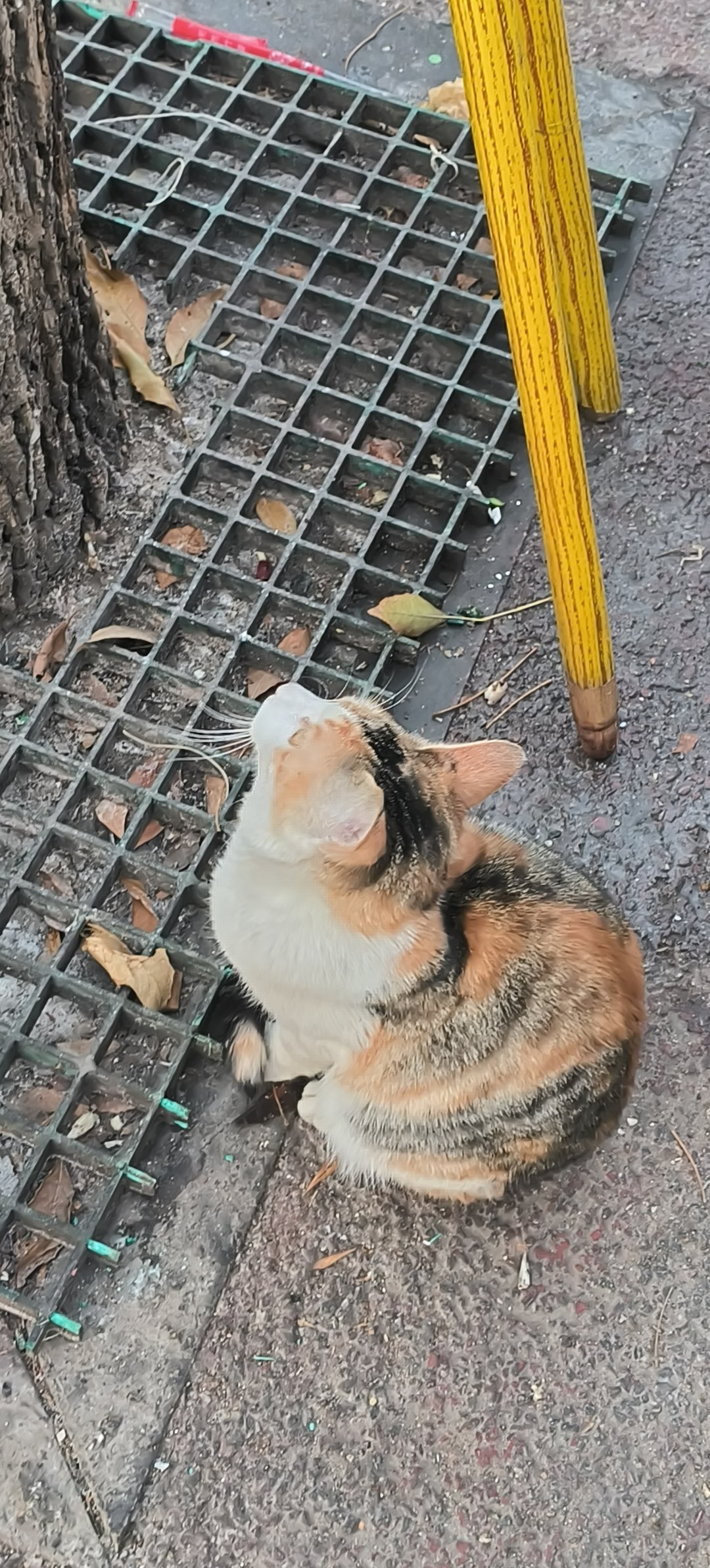 下夜班吃早饭遇到的漂亮猫猫3