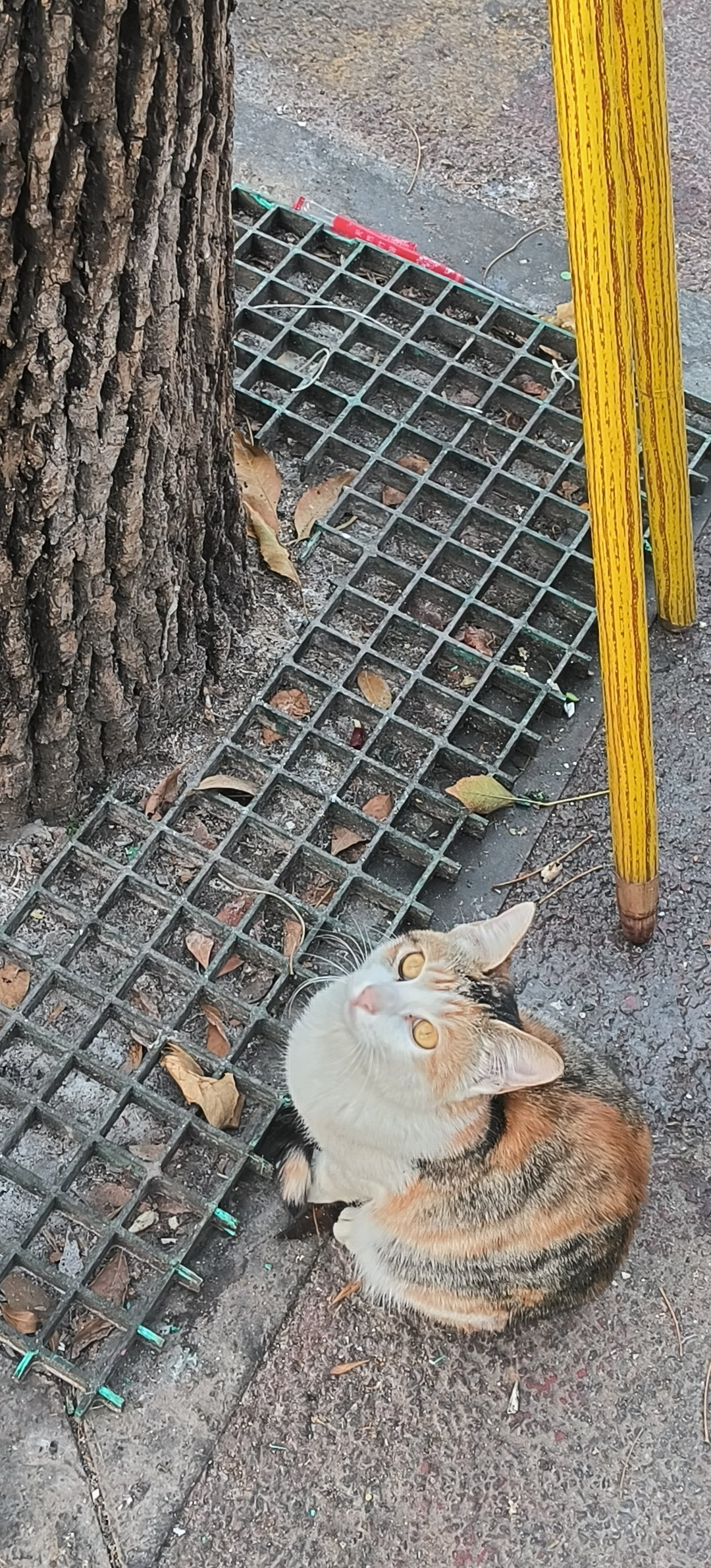 下夜班吃早饭遇到的漂亮猫猫4