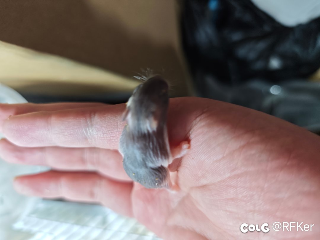 是妈妈生的！2