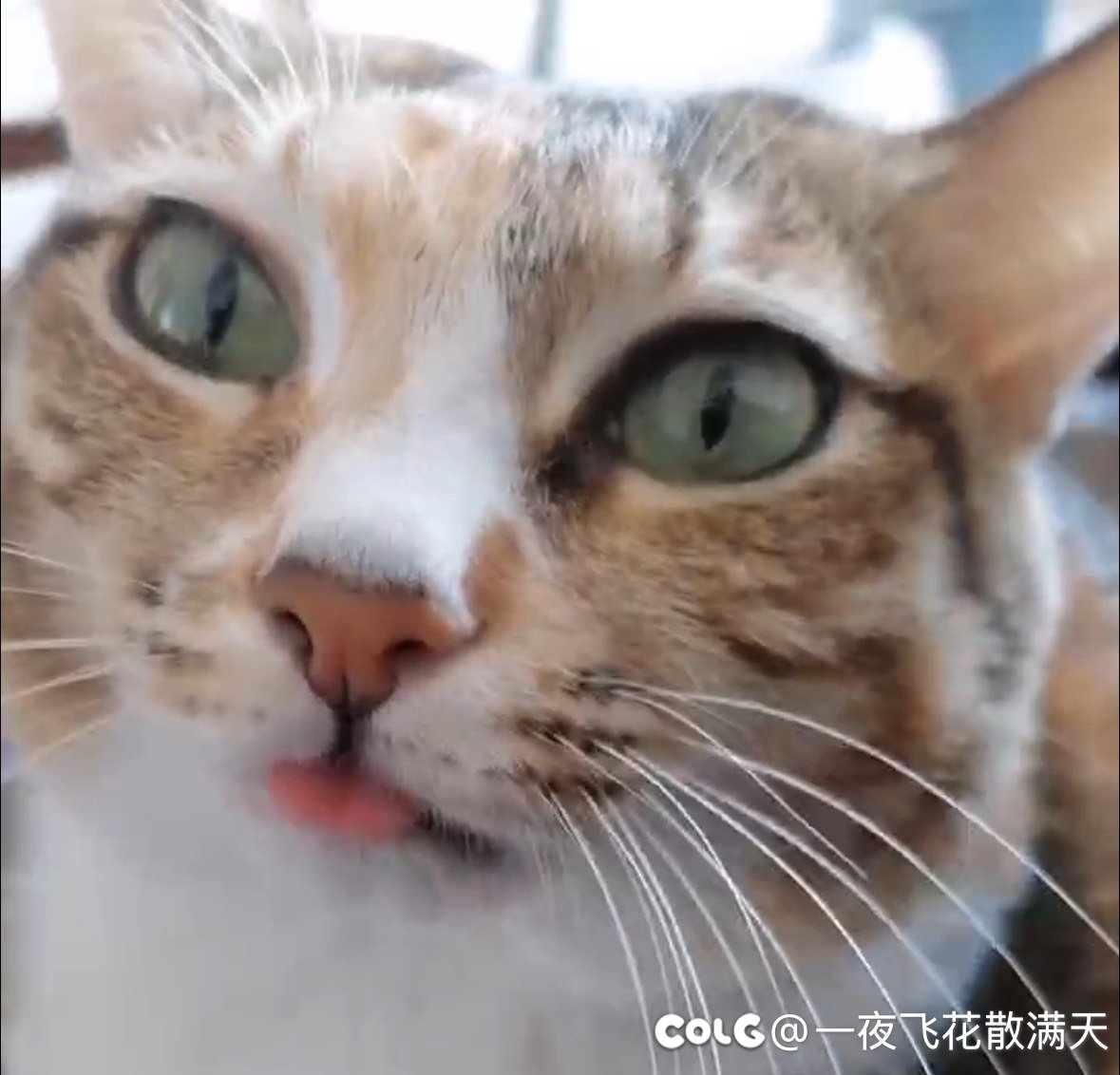 给她梳毛就会伸出小舌头1