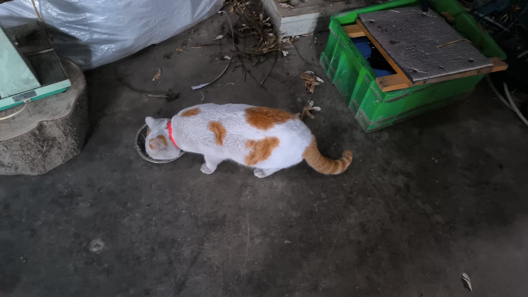 正宗大🐖1