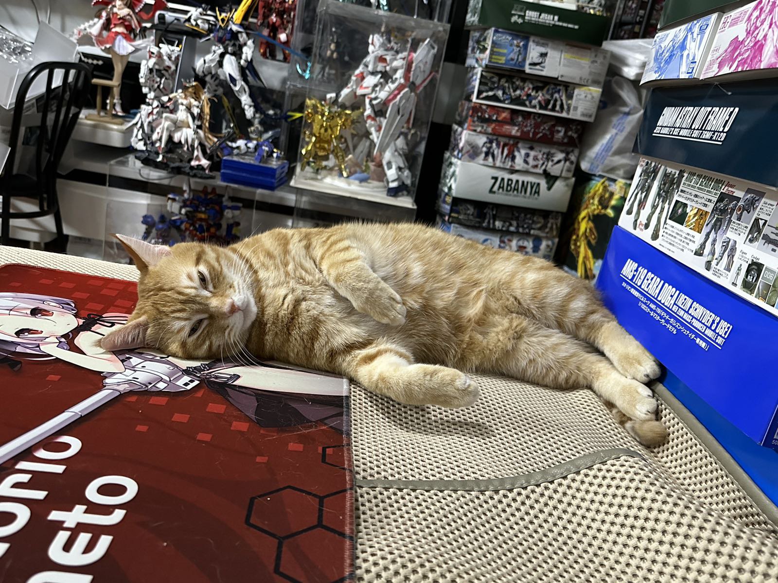 天冷了，猫咪牌暖手宝上线了。2