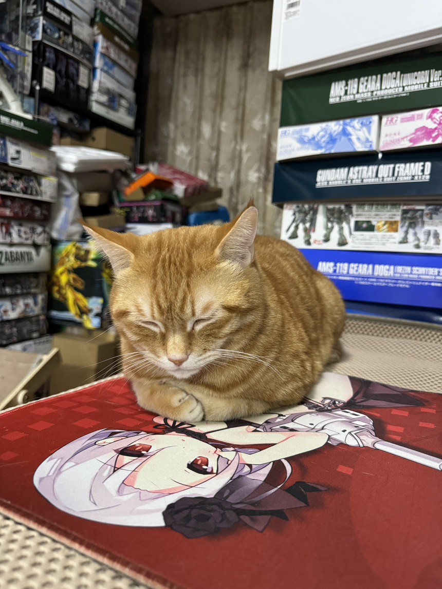 天冷了，猫咪牌暖手宝上线了。5