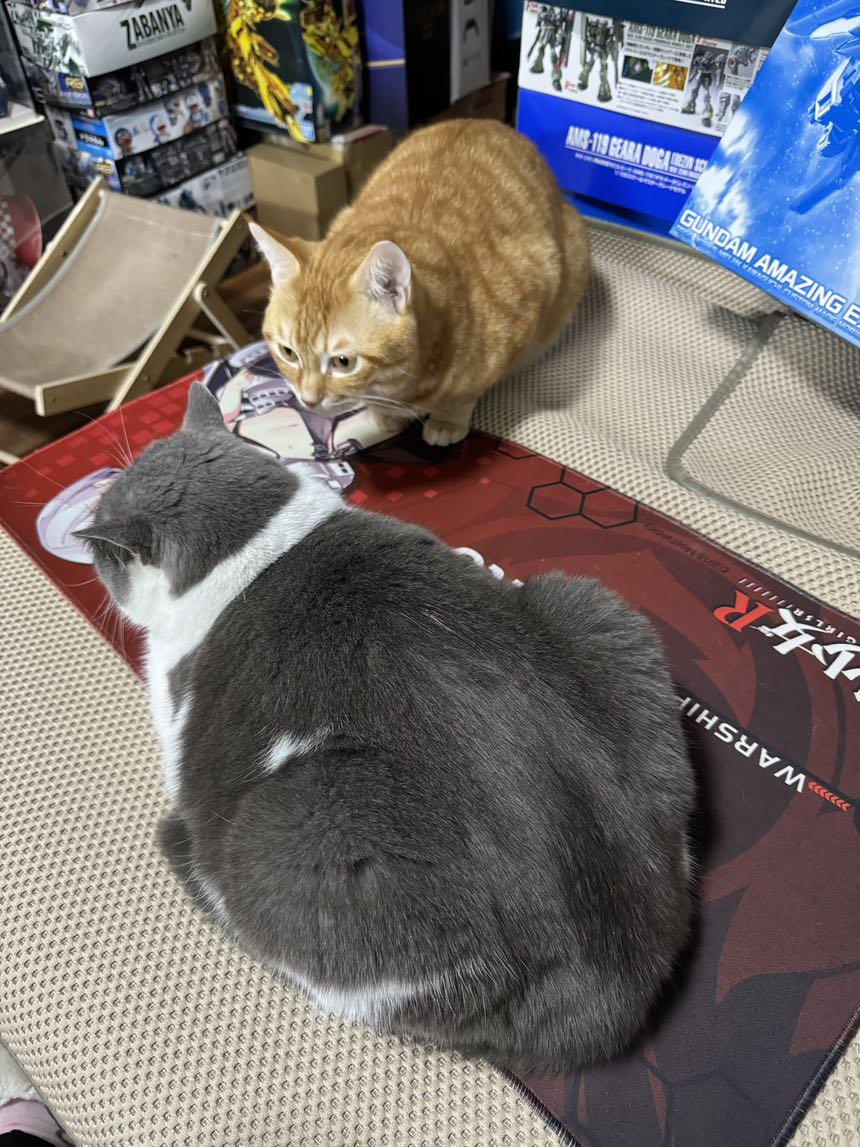 天冷了，猫咪牌暖手宝上线了。6