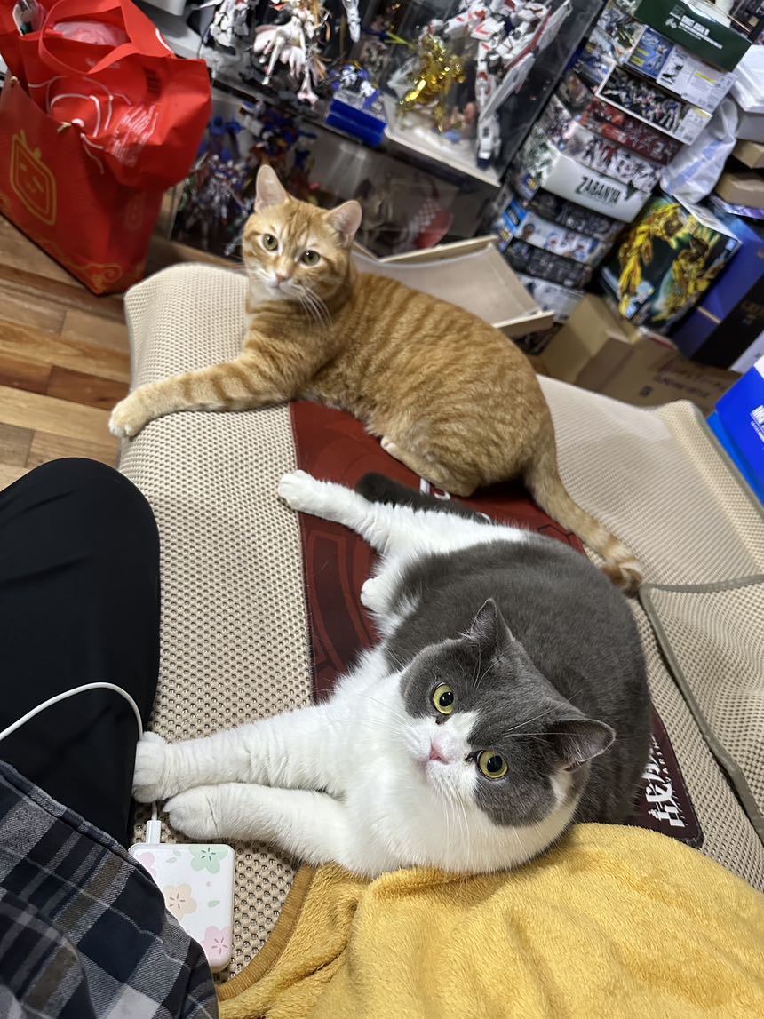 天冷了，猫咪牌暖手宝上线了。9
