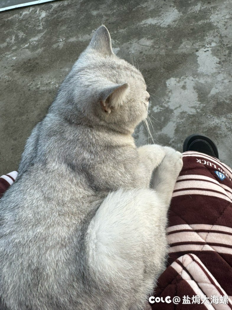 好家伙，搁家门口捡了个猫1