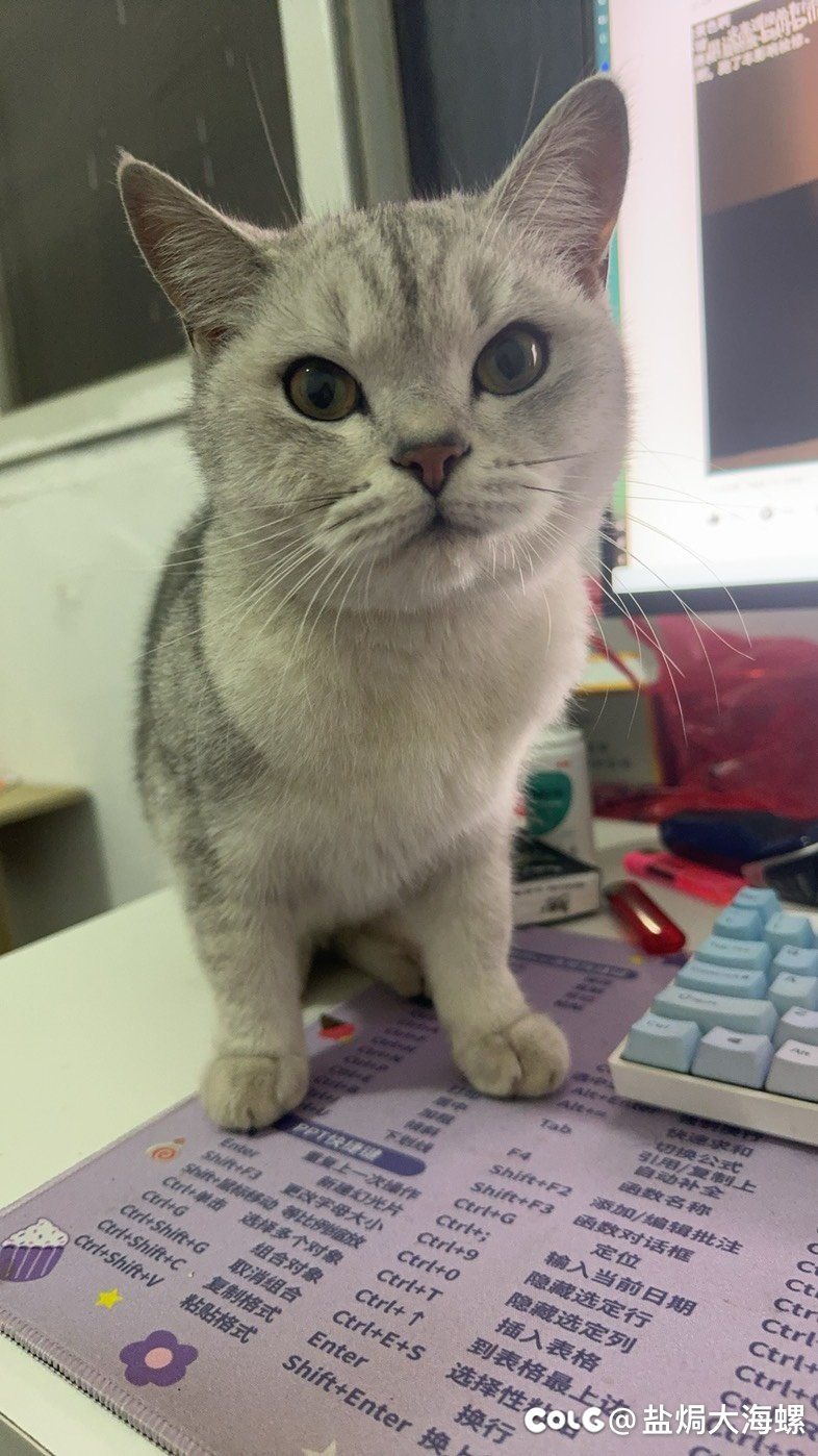 好家伙，搁家门口捡了个猫3