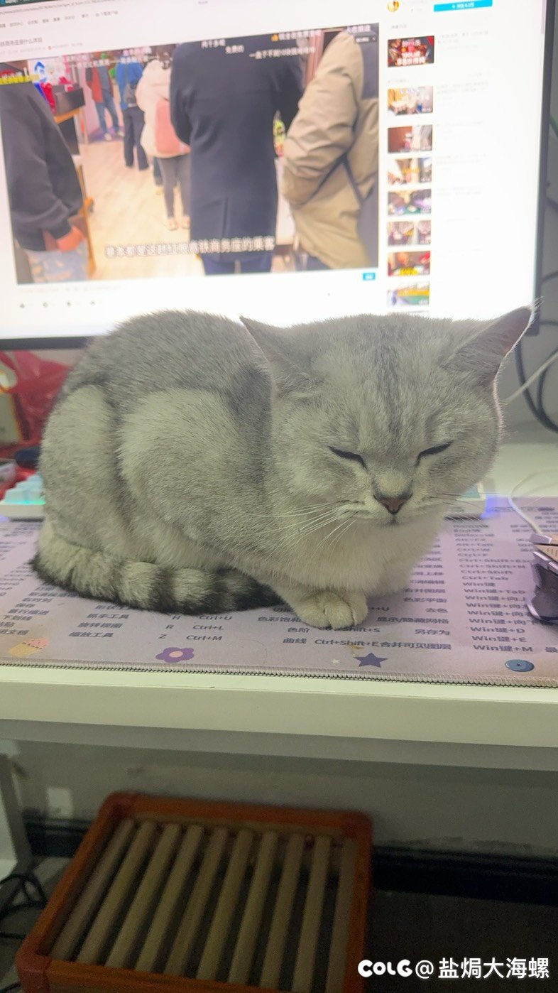 好家伙，搁家门口捡了个猫4