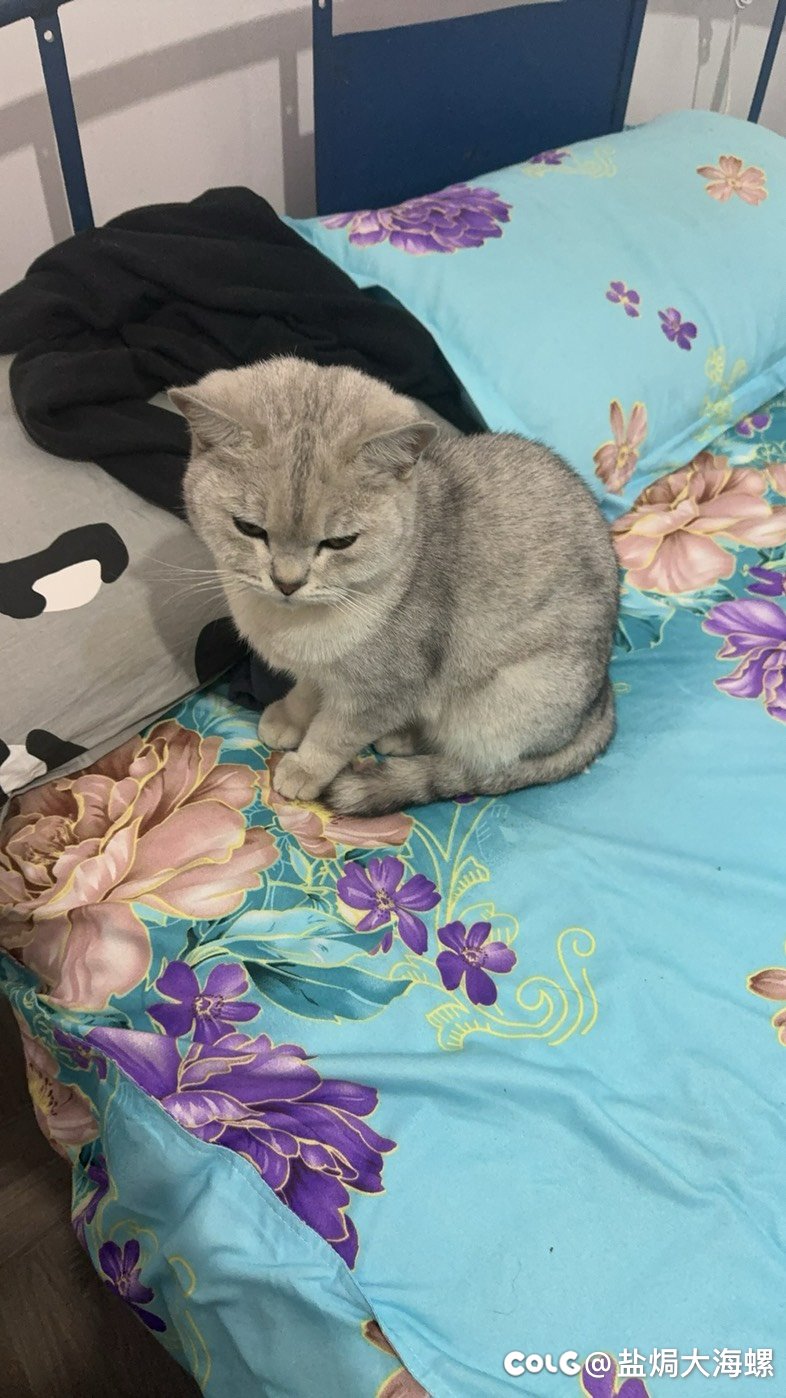 好家伙，搁家门口捡了个猫6