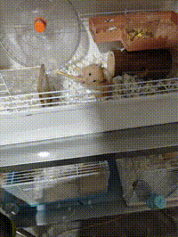啊？ 不是，这不能吃！……啊？1
