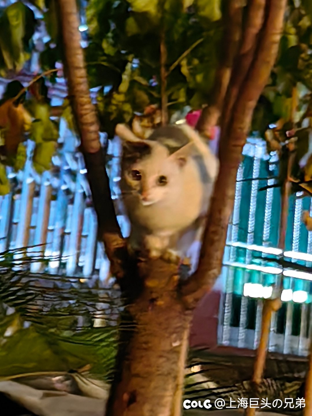 今日猫猫1.221