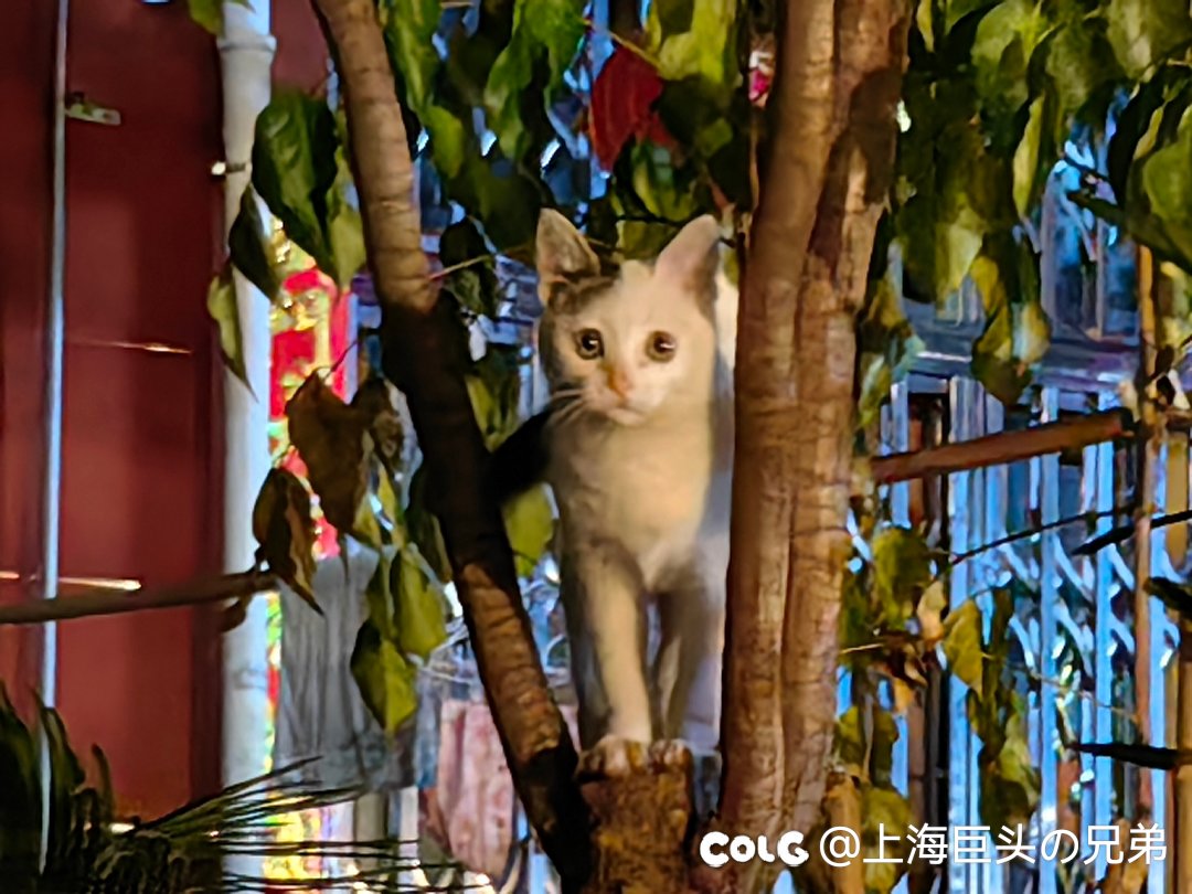 今日猫猫1.222