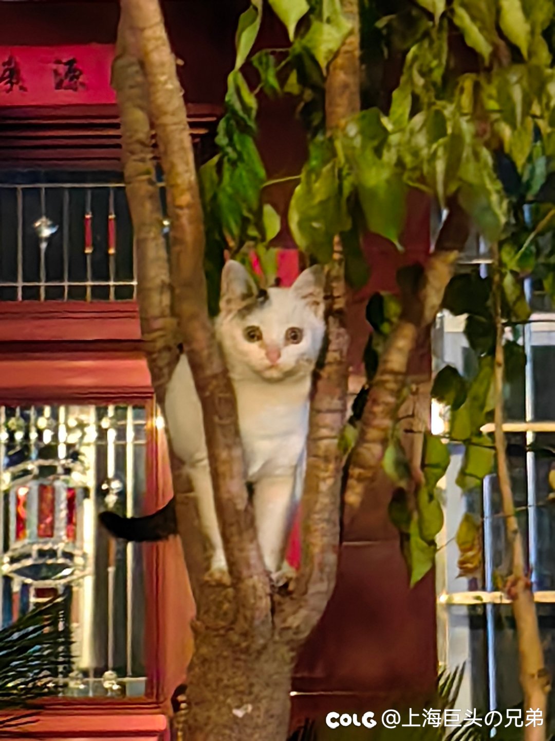 今日猫猫1.223