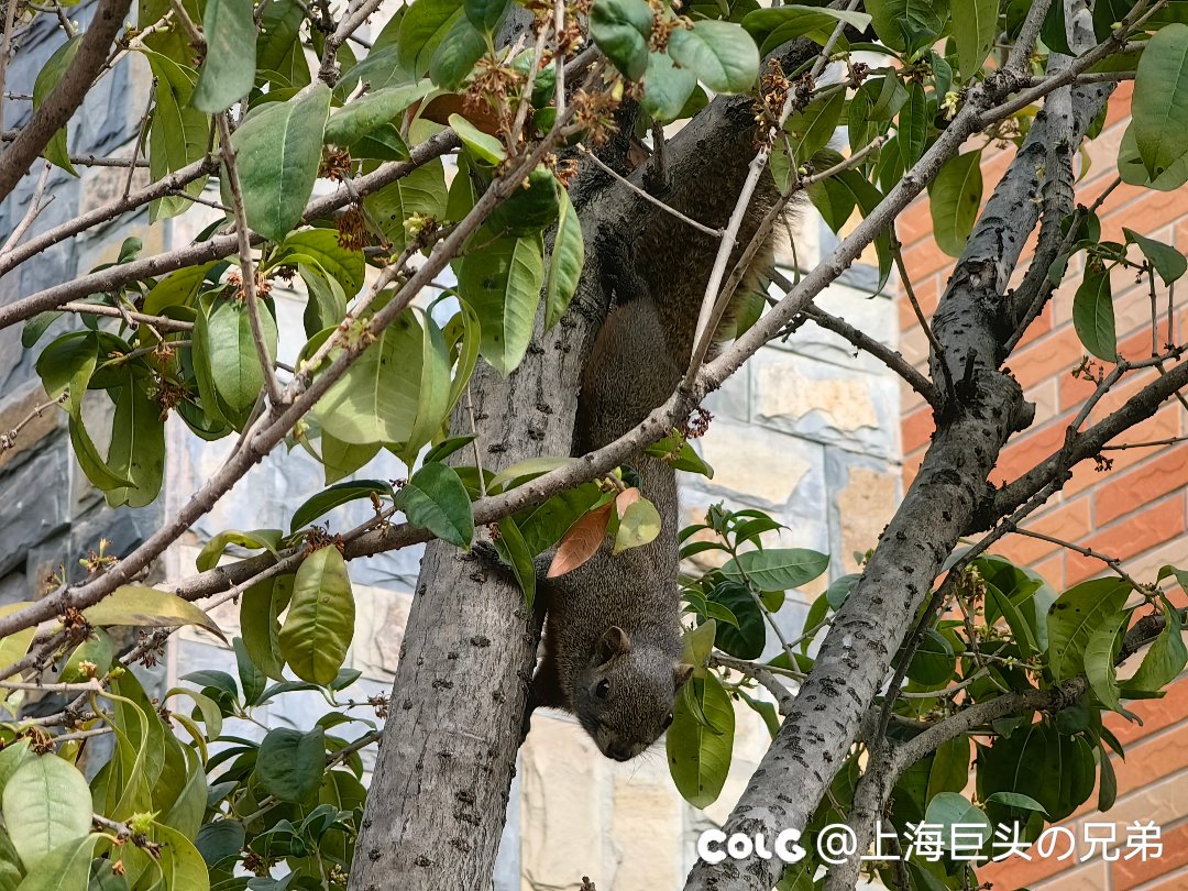 今日猫猫1.228