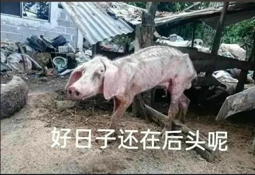我发现其实白狐狸是个弱智1