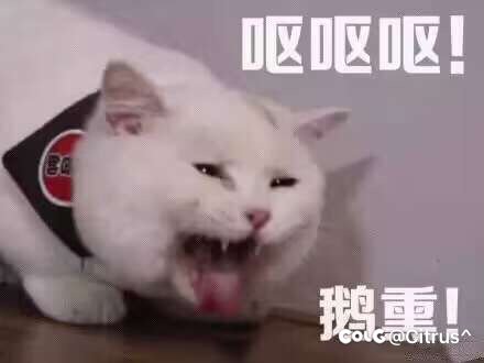 罐子真是依托2