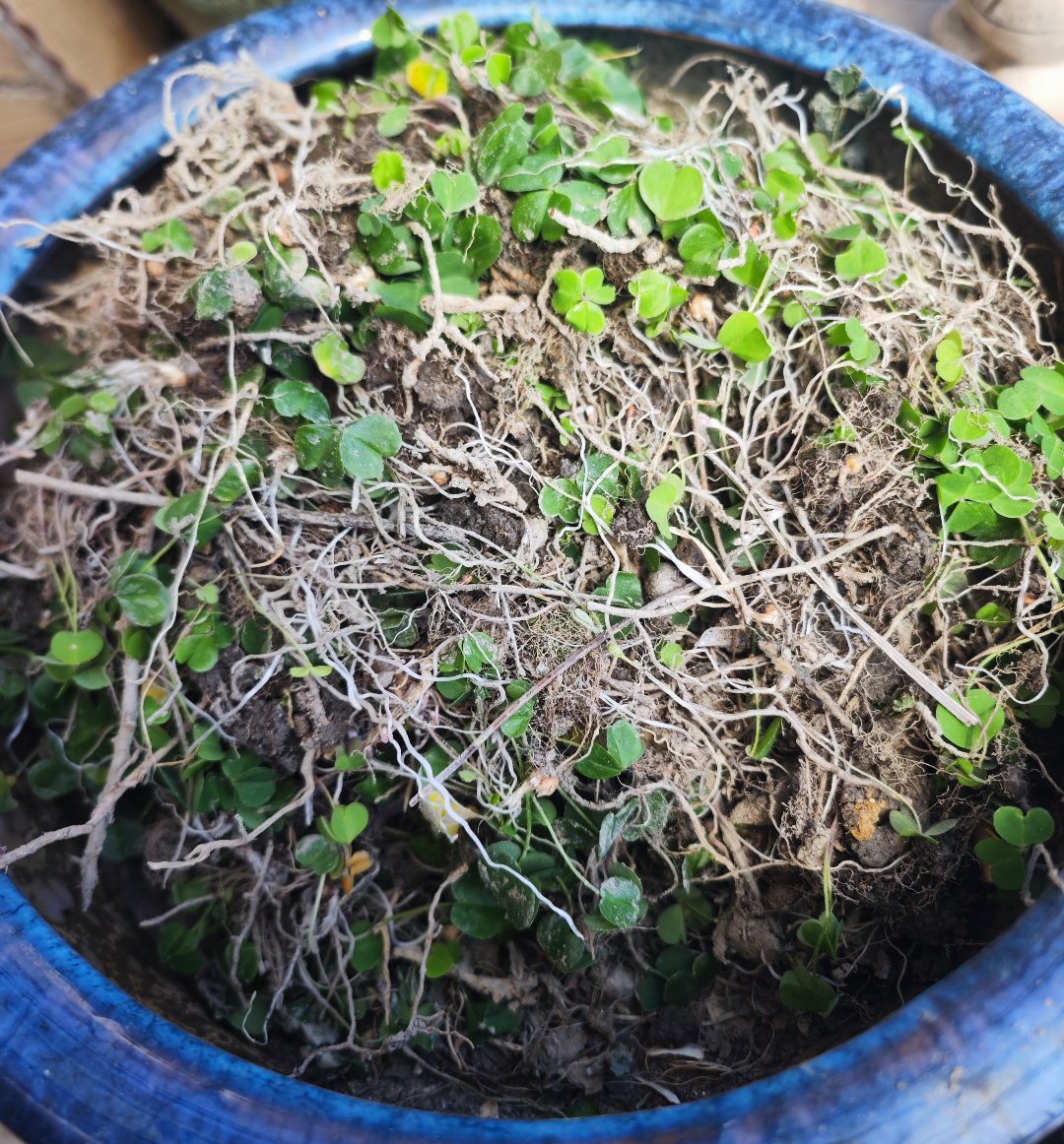 一早上都在除草1